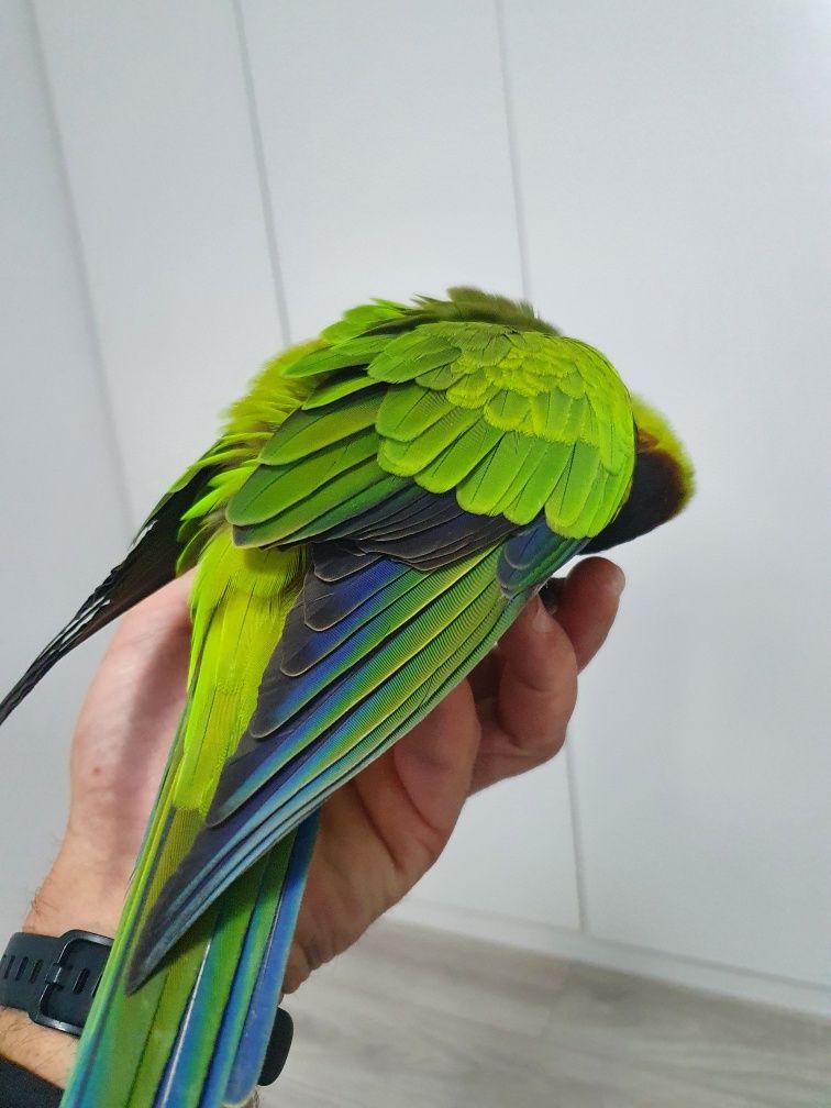 Conure cabeça preta aratinga nenday