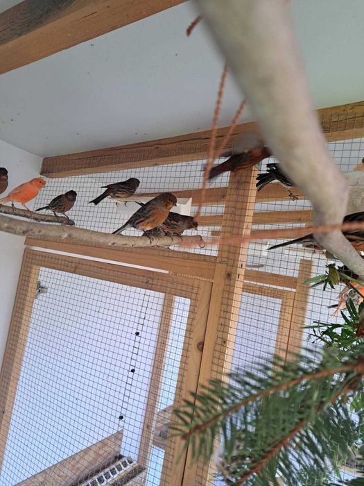 Sprzedam kanarki czerwone oraz czerwono-czarne