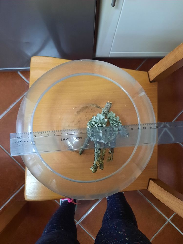 Aquario para peixes com capacidade de 10l