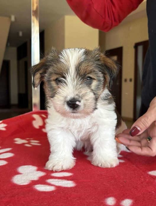 Jack Russell Terrier- piesek ZKwP FCI