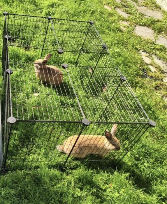 Króliki - 1 samica 1 samiec