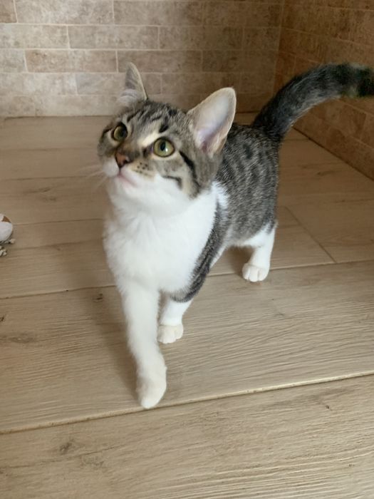 Віддаю кошеня в добрі руки безкоштовно