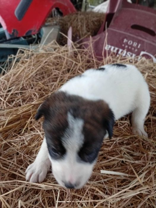 Rafeiros Alentejanos