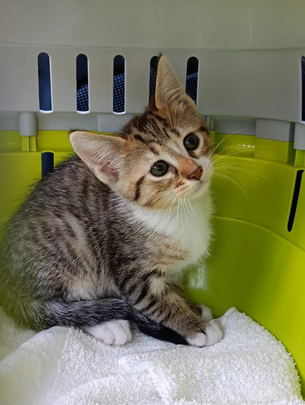 Gatinha bebé para adoção responsável