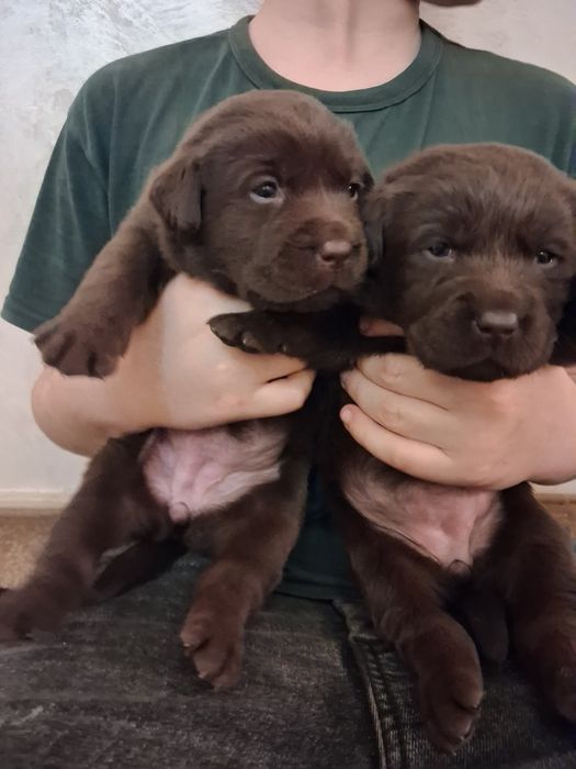 Шоколадные щенки лабрадора