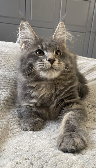 Kocurek maine coon niebieski pregowany Elfik Enklawa