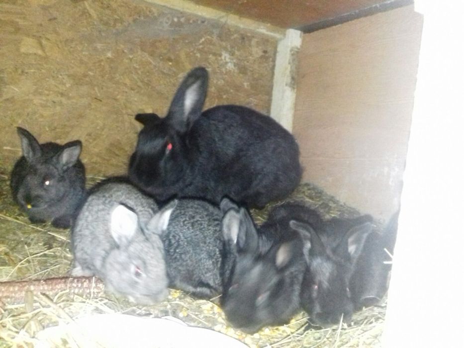 Молоді кролинята