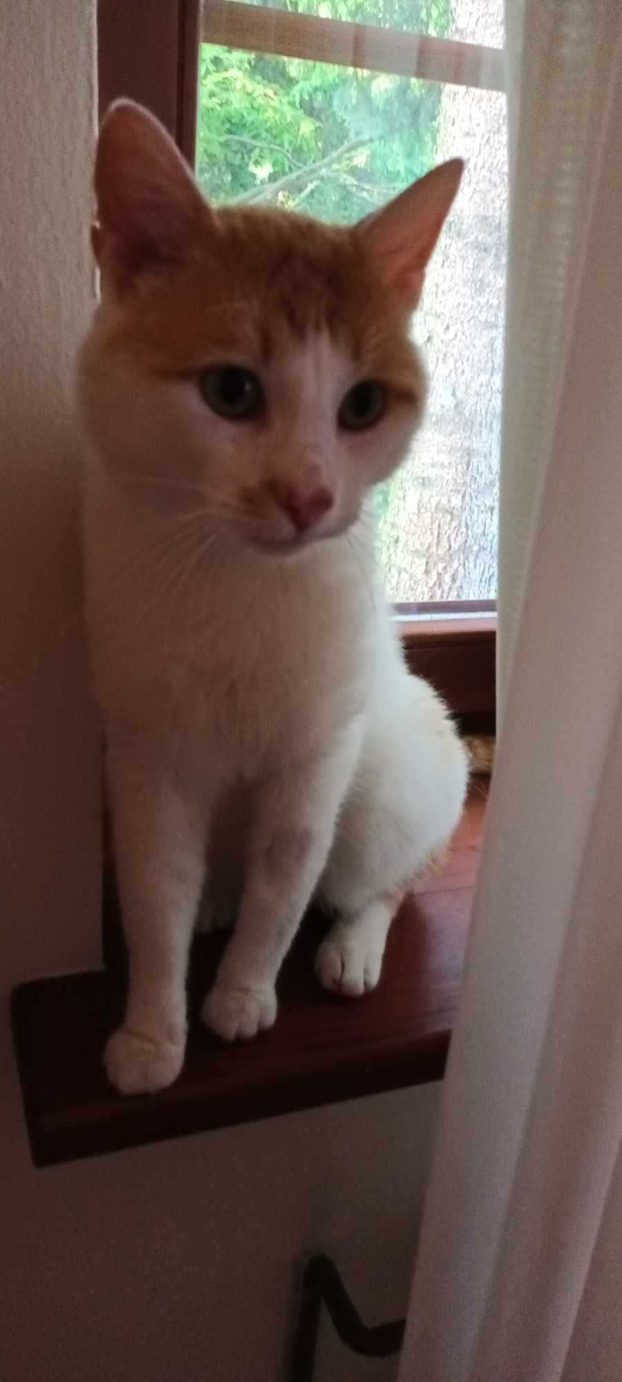 Rudzik do adopcji