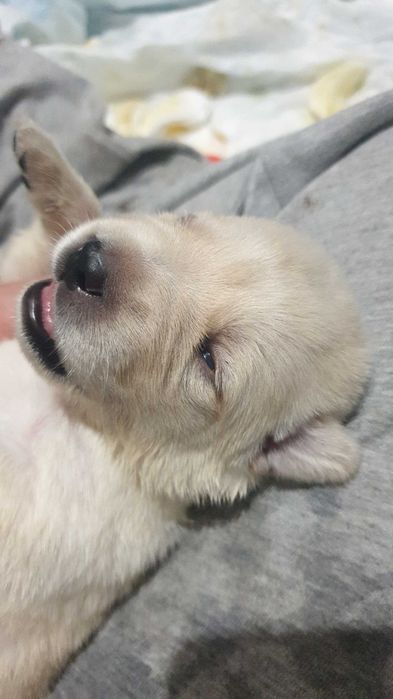 Цуценята тільки в добрі ручки метиса лабрадора