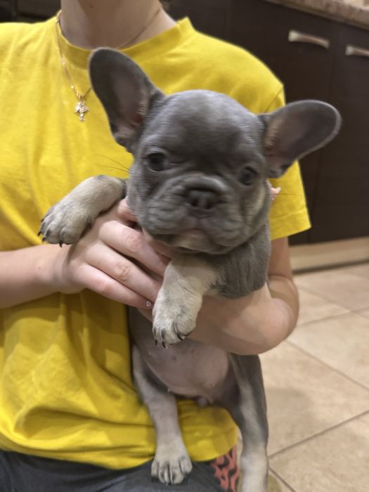 Две девочки 1,5 мес