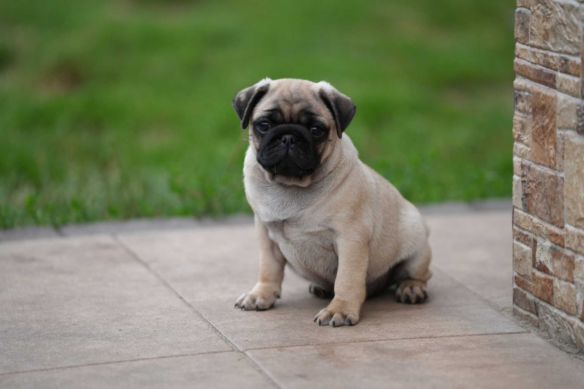 Mops Mopsy Szczenię Piesek
