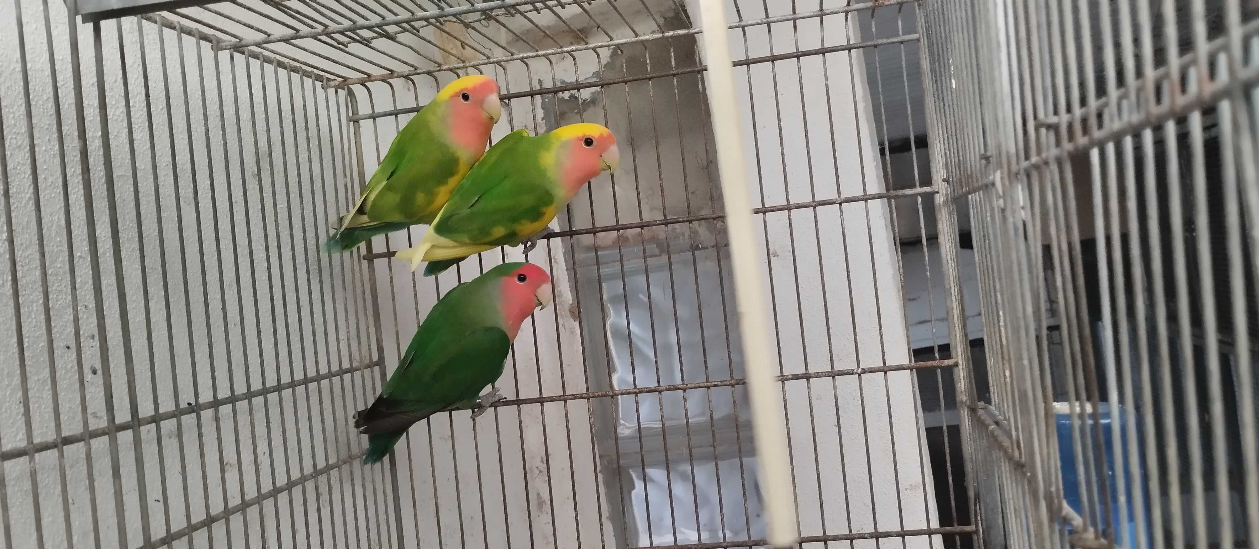 Agapones Longfeather