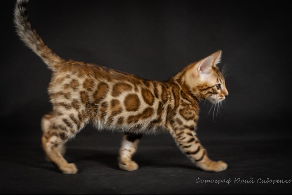 Настоящие Бенгальские котята.
