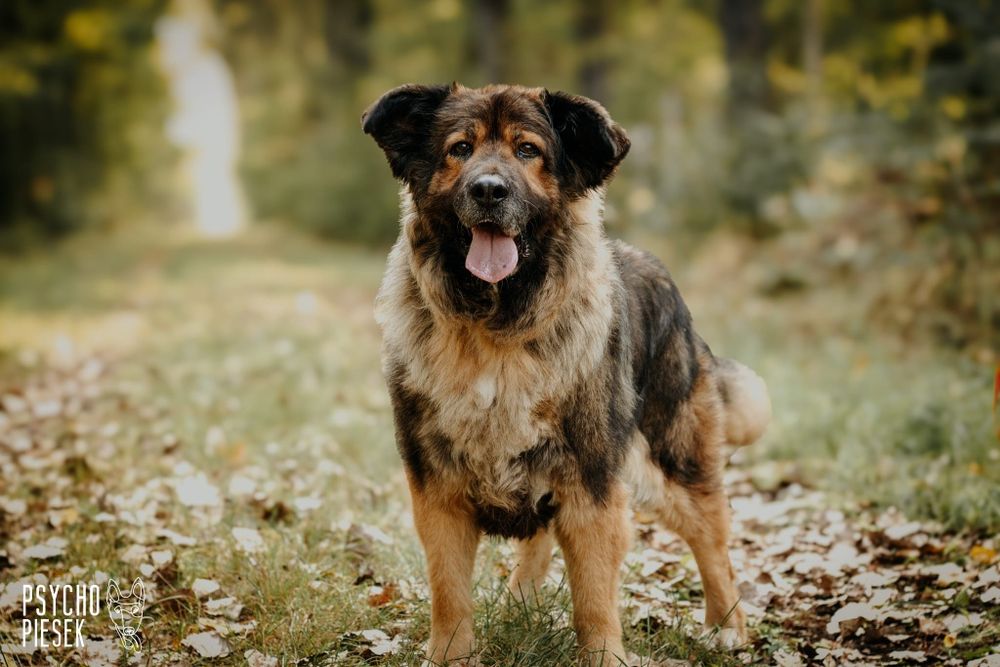 Nastia - kochana, uwielbiająca kontakt z człowiekiem miśkowata dama