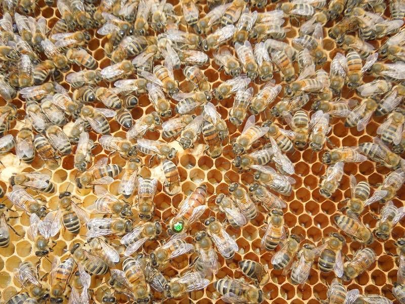 odkłady pszczele, pszczoły rodziny pszczele dotacja KOWR