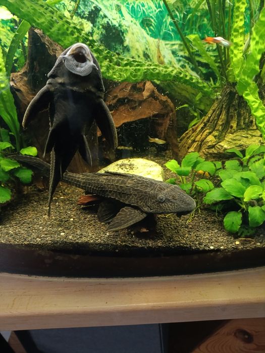 Glonojad, zbrojnik. 2szt