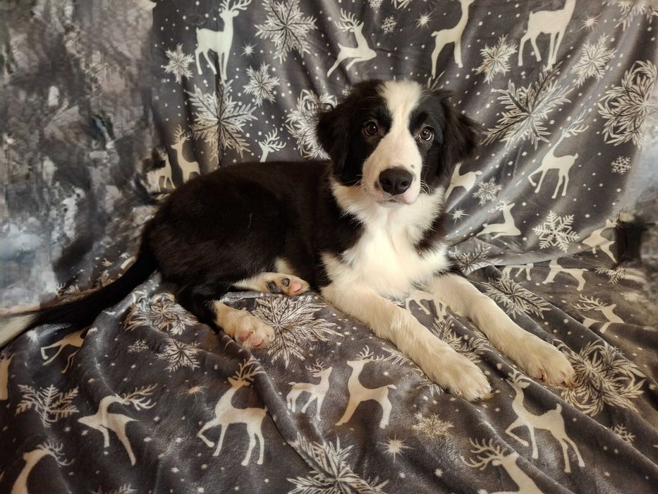 Border Collie szczeniak piesek:-) piękny