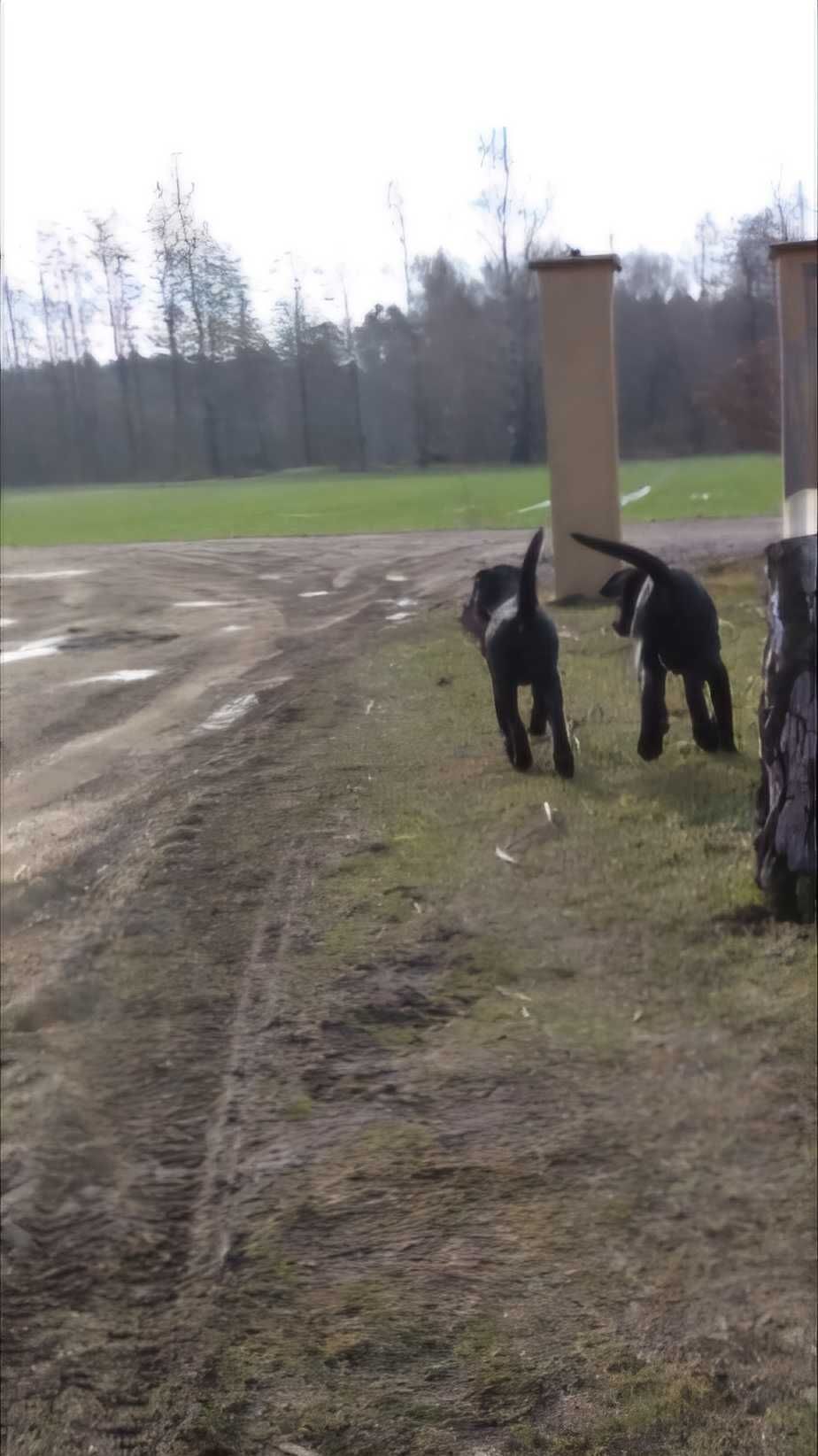 Oddam za darmo pieska wyzel