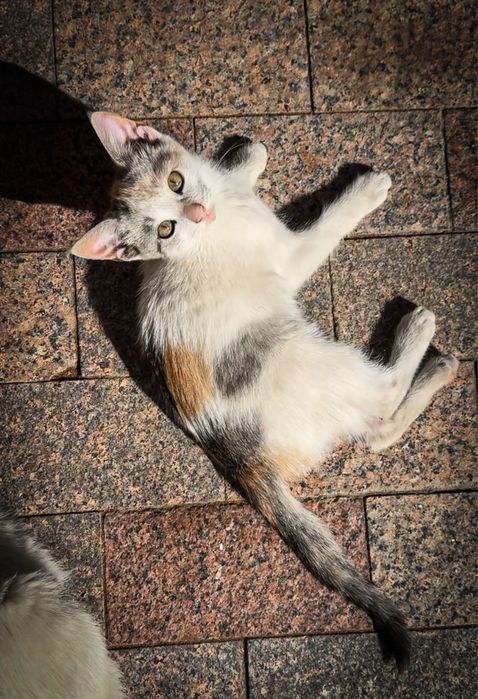 Котення віддам в хороші руки