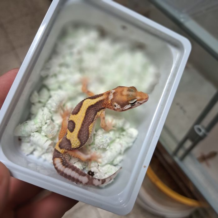 Gekon lamparci w sklepie Gruby Kocur Rzeszów