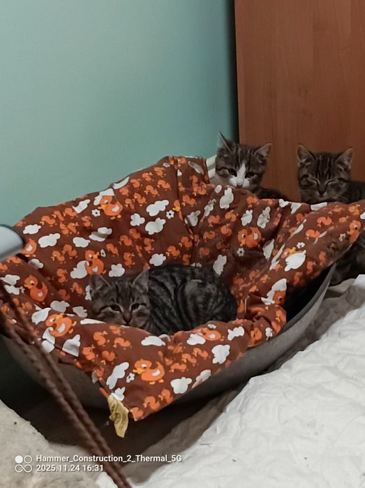 Trzy podrzutki szukają domu