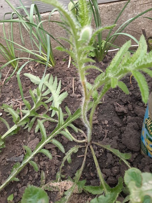 Растения садовые. Глициния. Каприфоль. Брунелла.