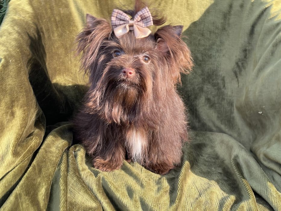 Йоркширский терьер дівчинка міні