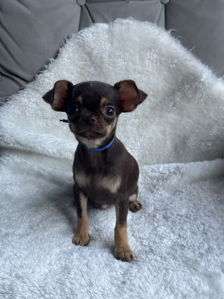 Sliczny czekoladowy chlopiec Chihuahua
