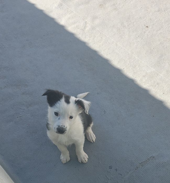 Border collie fêmea