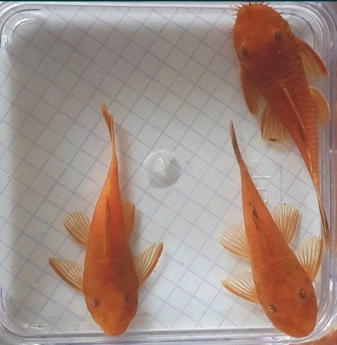 Ancistrus Super Red krótka płetwa Wysyłka Zbrojnik Glonojad