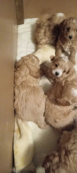 Maltipoo po maltance i pudlu toy  prześliczne  mini z hodowli okazja