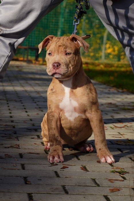 American Bully XL suczka  merle