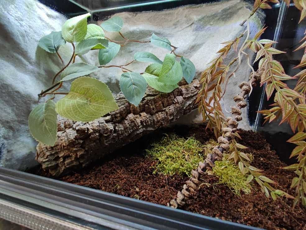 Terrarium szklane nr27 40/30/30 dla pająka ptasznika DOSTĘPNE