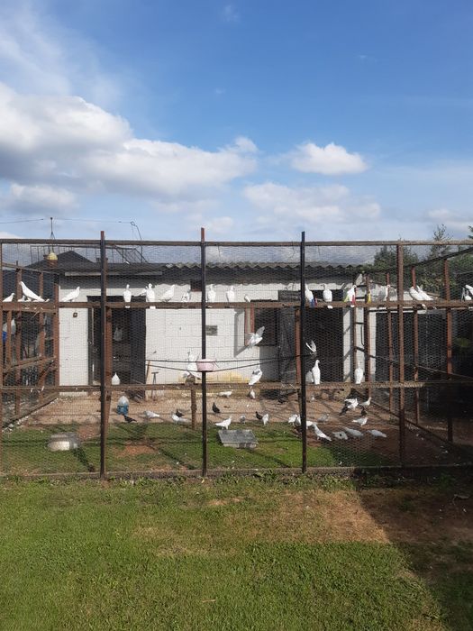 Woilera na gołębie