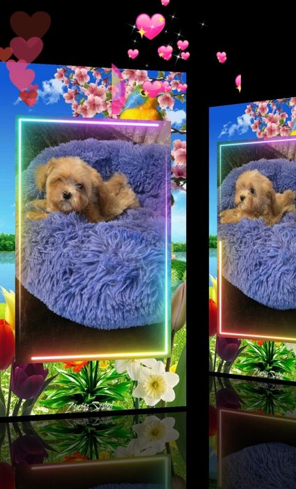 Продам Мальтипу Ф1  есть 4 девочки.