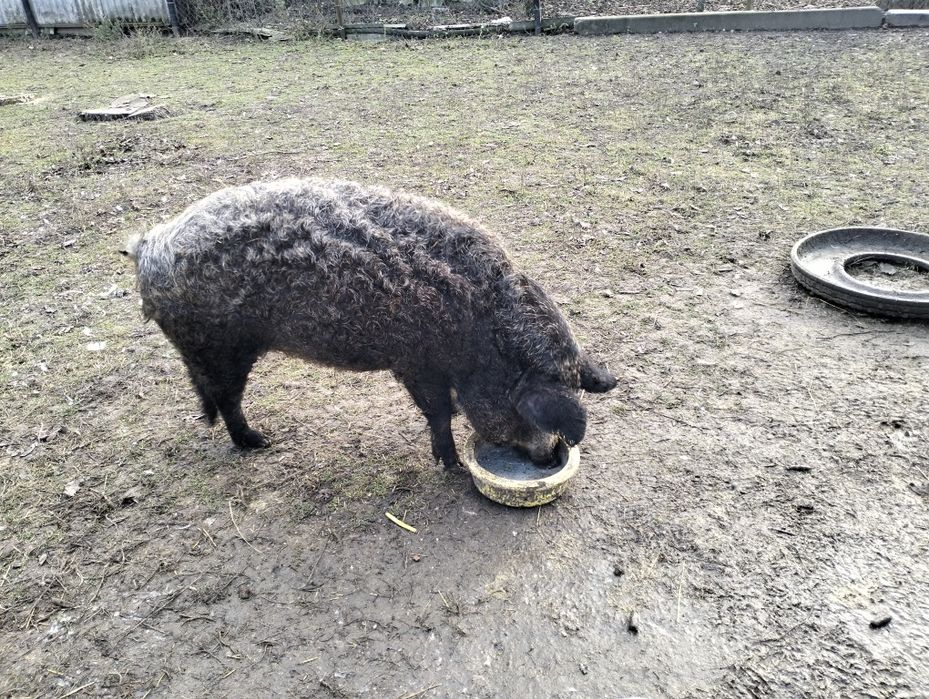 Продам свинку породи мангал
