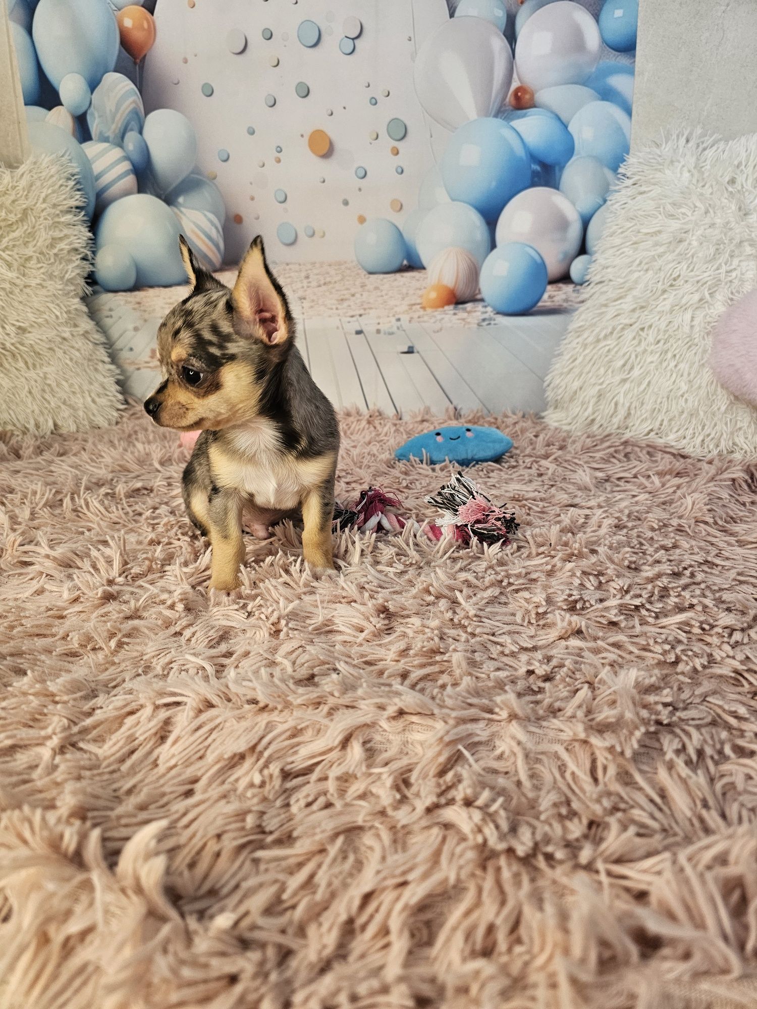 Merle chihuahua piesek