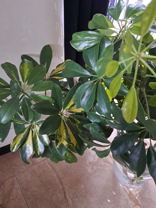 Szeflera sadzonki, 3szt . 40 cm