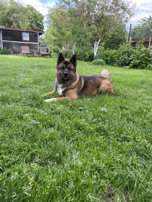 Вязка Акіти амеріканскоі шукаємо дівчинку для гарного хлопця