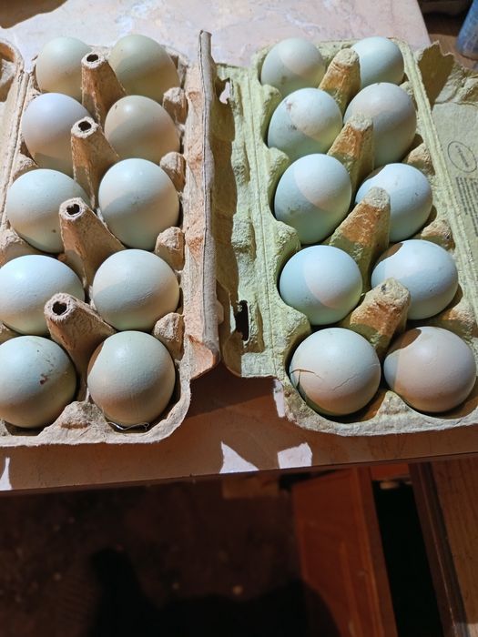 Sprzedam jajka zielone