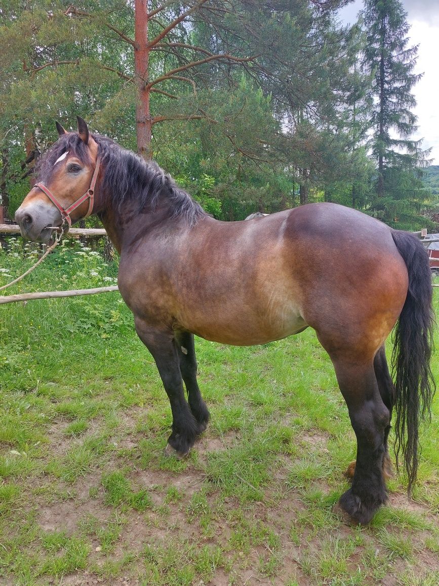Sprzedam klacz sokolska