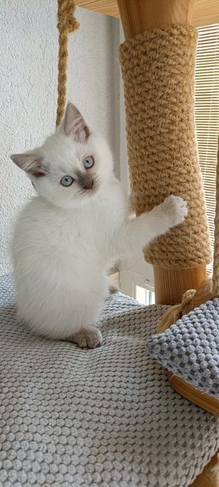 Kocurek brytyjski krótkowłosy