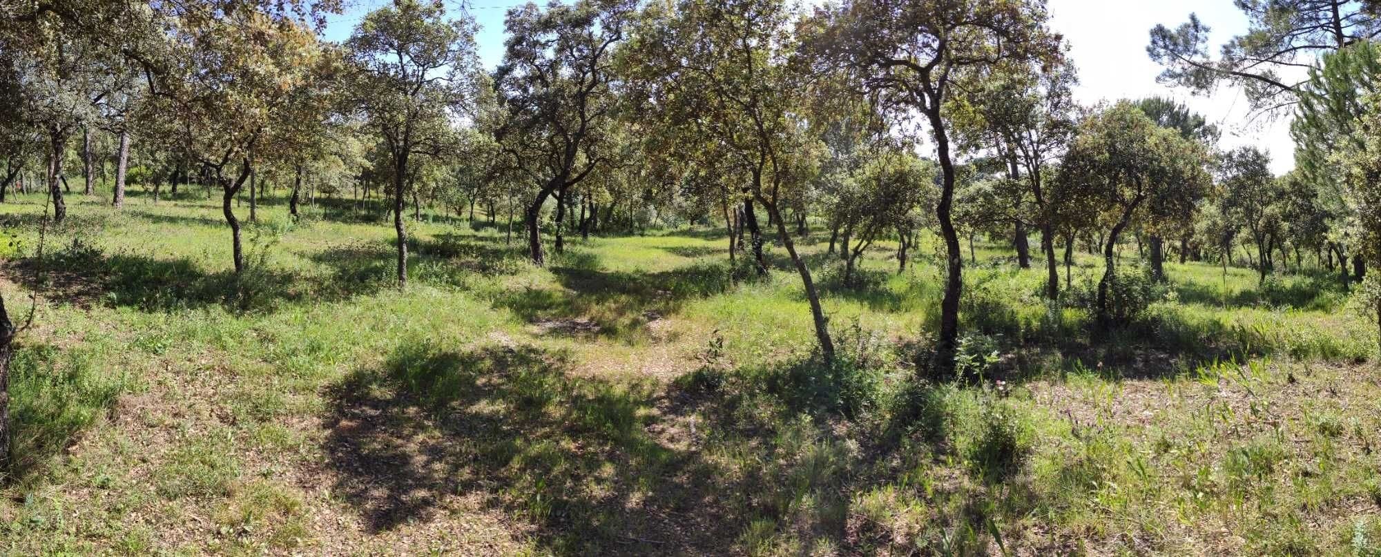 Terreno rústico, 7800m2 - Disfrute da natureza em Torres Novas!