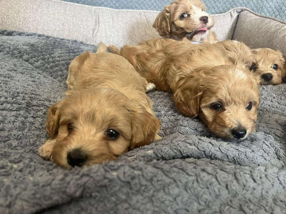 Maltipoo chłopiec gotowy do odbioru