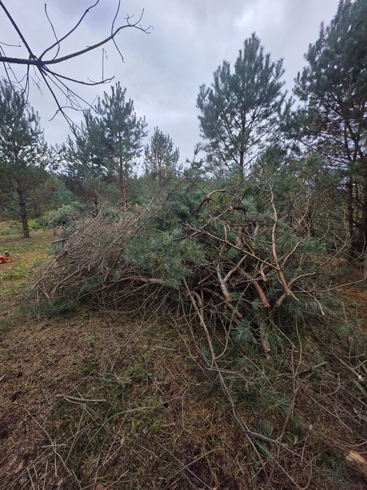 Oddam Drewno na opał