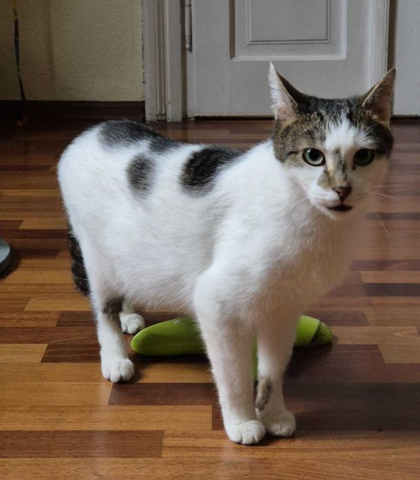 PORTO i LIZBONA - fantastyczny koci duet