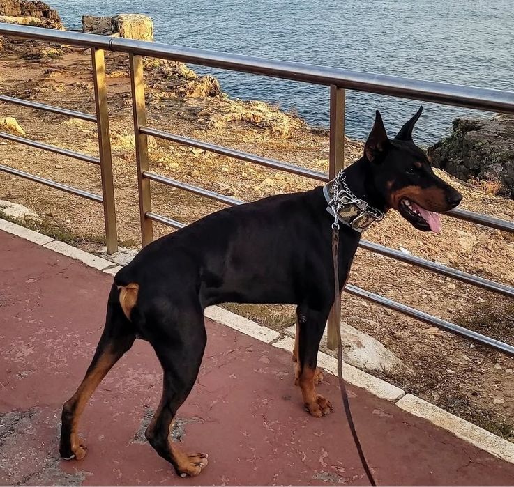 Dobermann cachorro