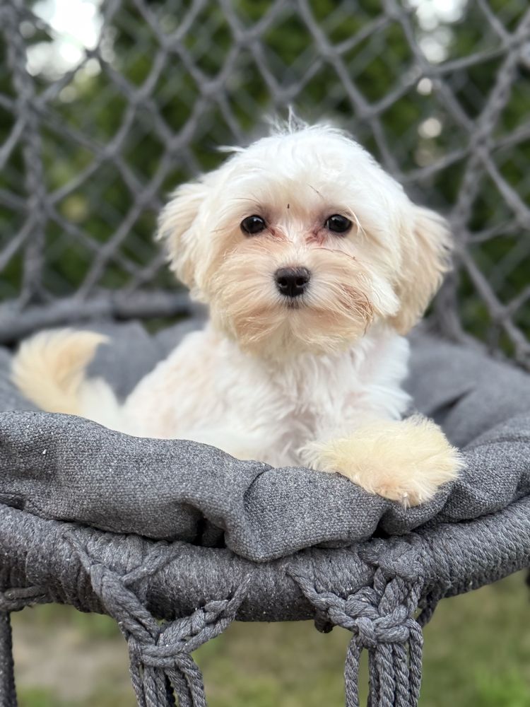 Maltipoo sunia  F1 GOTOWA DO ODBIORU, maltańczyk i pudel toy
