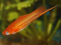Peixe espada - aquario