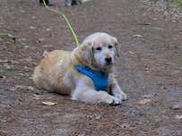 Santa - suczka w typie golden retriever'a szuka domu